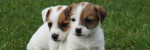 Jack Russell Teriér - s PP – fotka 3