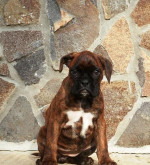 Nemecky boxer – fotka 3