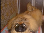 Pekinský palácový psík – fotka 3