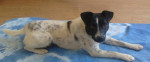 Darujeme jack russel teriéra - kríženec – fotka 2