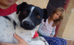 Darujeme jack russel teriéra - kríženec – fotka 3