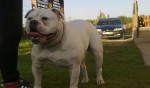 Import Americky Bulldog zo spičkovym rodokmenom napredaj – fotka 2