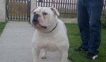 Import Americky Bulldog zo spičkovym rodokmenom napredaj – fotka 3