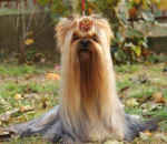 Yorkshirsky terrier – fotka 2