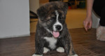 Predám šteniatka Akita Inu – fotka 2