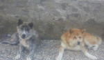 Predám šteniatka Akita Inu – fotka 4