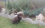 Čokoládový labrador – fotka 3