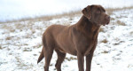 Čokoládový labrador – fotka 4