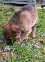 Nemecký ovčiak – fotka 2