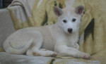 Sibirsky husky/hasky – fotka 2