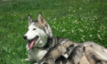 Sibirsky husky/hasky – fotka 4