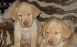Smotanový labrador – fotka 2