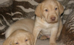 Smotanový labrador – fotka 3