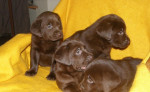 Smotanový labrador – fotka 4
