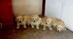 Zlatý retríver(retriever) – fotka 2