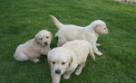 Zlatý retriever – fotka 2