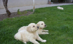 Zlatý retriever – fotka 3