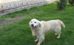 Zlatý retriever – fotka 4