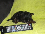 Yorkshire terrier-mini /sučka/ – fotka 2