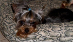 Yorkshire terrier-mini /sučka/ – fotka 3