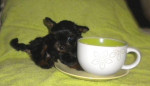 Yorkshire terrier-mini /sučka/ – fotka 4