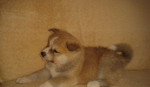 Akita inu – fotka 2
