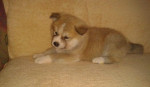 Akita inu – fotka 3