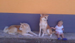 Akita inu – fotka 4
