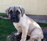Cane corso – fotka 2