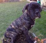 Cane corso – fotka 3