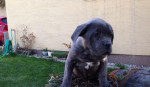 Cane corso – fotka 4