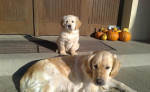 Zlatý retriever – fotka 2
