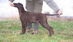 Flat coated retriever s Pp - hnědá štěnátka – fotka 3