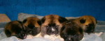 Americká akita – fotka 2