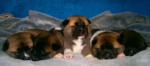 Americká akita – fotka 3
