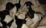 Jack Russell Terrier – fotka 3