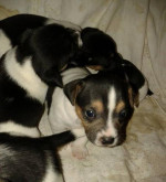 Jack Russell Terrier – fotka 4