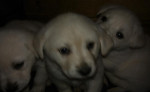 Predám šteniatka labradora – fotka 2