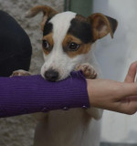 Predam fenku Jack Russell terier – fotka 2