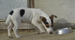 Predam fenku Jack Russell terier – fotka 3