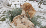 Zlatý retriever šteniatka – fotka 2