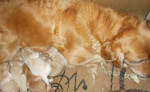 Zlatý retriever šteniatka – fotka 3