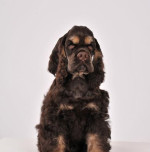 Americky kokerspaniel - šteniatko, psík – fotka 2