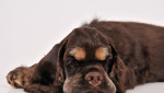 Americky kokerspaniel - šteniatko, psík – fotka 3