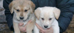Šteniatka sibírsky husky /hasky/ x biely vlčiak – fotka 3