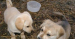 Šteniatka sibírsky husky /hasky/ x biely vlčiak – fotka 4