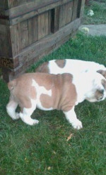 Anglicky buldog – fotka 2