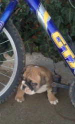 Anglicky buldog – fotka 3