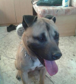 Predám Pitbulla – fotka 2