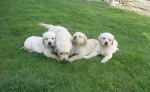 Zlatý retriever – fotka 2